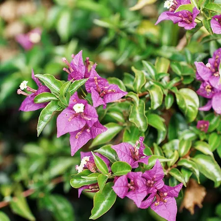 O Fogar Do Carpinteiro Pensionat Carnota