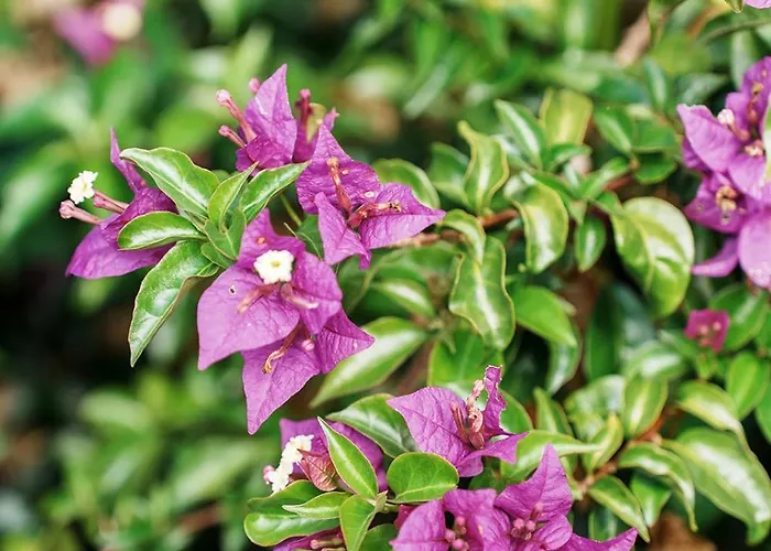 O Fogar Do Carpinteiro Πανσιόν Carnota