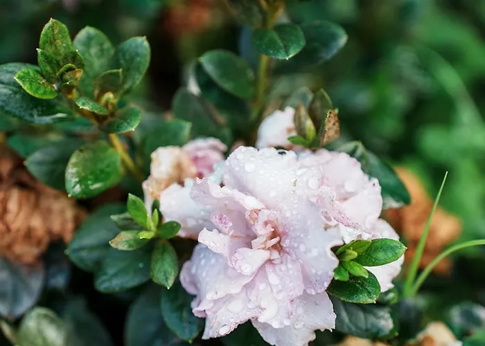 O Fogar Do Carpinteiro 4*